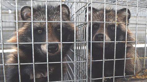 Coronavirus Calls To Shut Down Dirty Fur Trade Bbc News