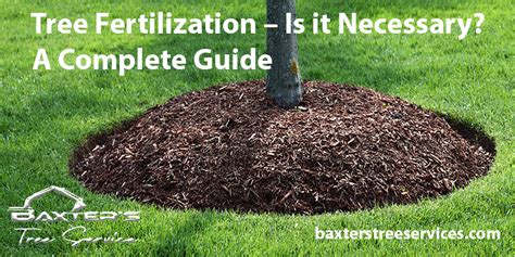 A Complete Guide Of Tree Fertilization Is It Necessary