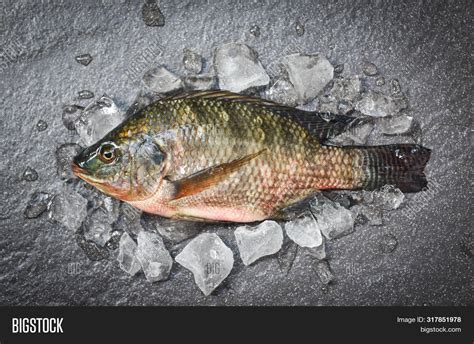 Tilapia Fish Image And Photo Free Trial Bigstock