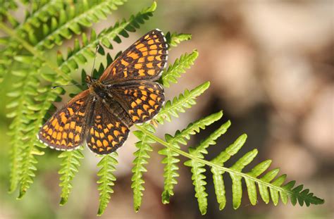 Woodland Butterflies The Wildlife Trusts