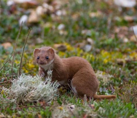 Facts About Weasels North American Nature