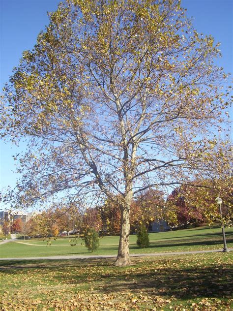 Virginia Tree Blog 1 American Sycamore