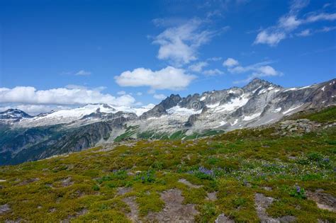 Wildflowers In Alpine Meadow In The North Cascades Stock Photo Image