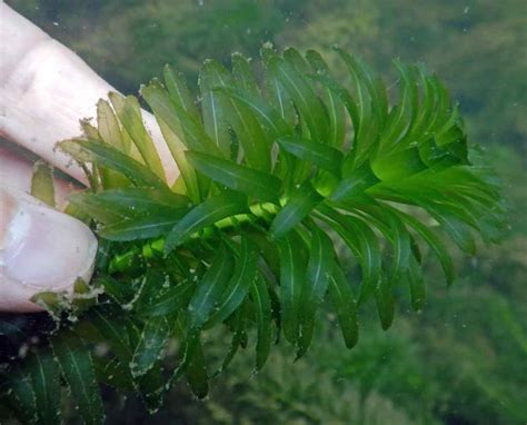 Saat ini, banyak sekali jenis tanaman aquascape tanpa co2 yang mudah dirawat dan ditemukan. √ 8 Tanaman Aquascape Tanpa Inject CO2 atau Low CO2 Pemula ...