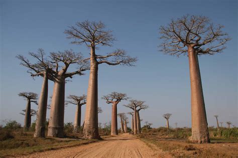 Baobab Trees Of Madagascar Madagascar Culture Baobab My Xxx Hot Girl