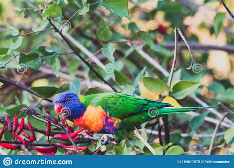 Colorful Australian Native Rainbow Lorikeet Parrots Munching On A Tree