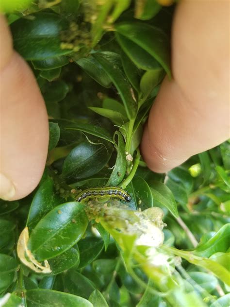 Landscape: Box Tree Moth | Center for Agriculture, Food, and the