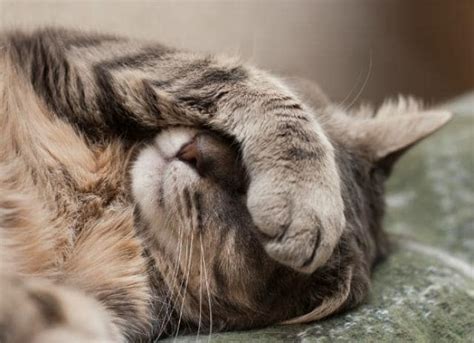 Vomiting Of Blood Causes Cats Petmd