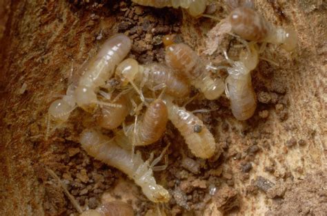 Termite Mound Baby Termites With Wings