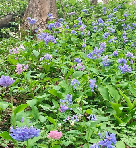 Flower Power At The Bluebell Preserve With Athens Conservancy Woub