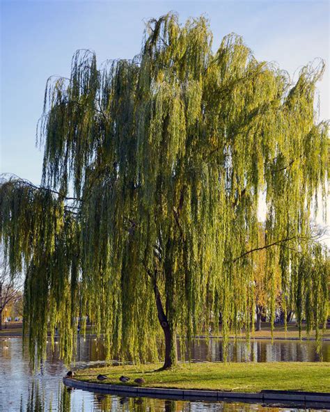 Weeping Willow Tree Plant Teknoupdt