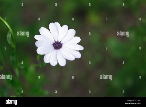 White Flower With Purple Center High Resolution Stock Photography And