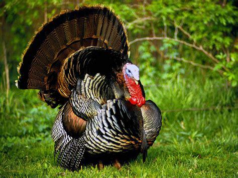 [so called because it was formerly erroneously believed that it came originally from turkey: Wallpapers Fair: Turkey Beautiful Natural Birds 3d Picture