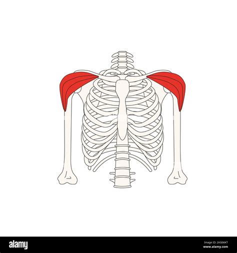 Human Anatomy Drawing Deltoid Stock Photo Alamy
