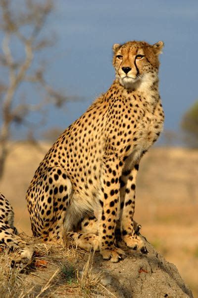 Jeevoka Cheetahs Are Coming To India After 70 Years