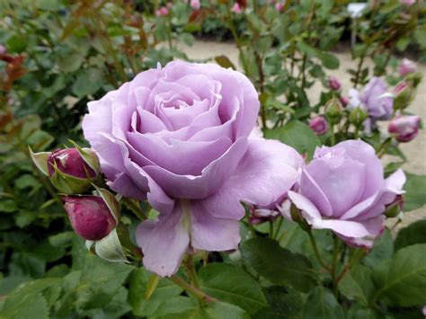 Beckoningforest Flowers Purple Aesthetic Rose