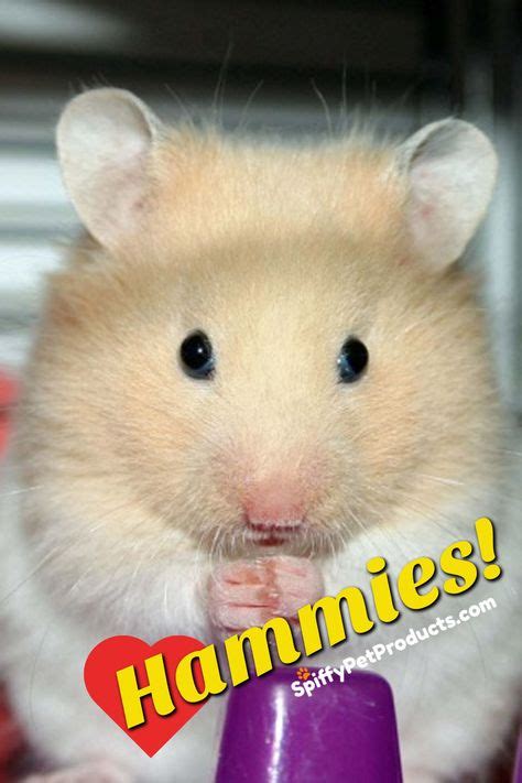 Best Hamster Bedding The Ultimate Guide For Syrian Robo And Dwarf