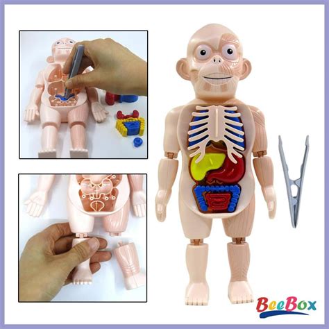 Human Body Removable Organs Anatomy Diy Assembled Toys Body Organ Ages 8