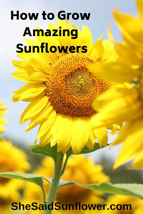 How To Grow Sunflowers Sow Plant And Care A Guide With Images