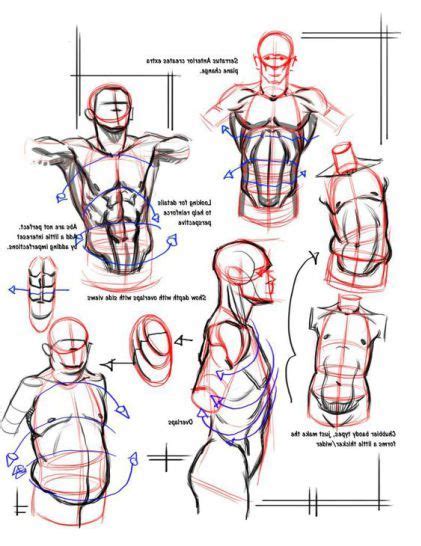 Character Design Collection Male Anatomy Daily Art Desenho Corpo