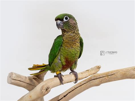 Image source in the wild, they usually feed on fresh vegetables and seeds. MAROON BELLIED CONURE-BIRD-Female--2455932-Petland Topeka