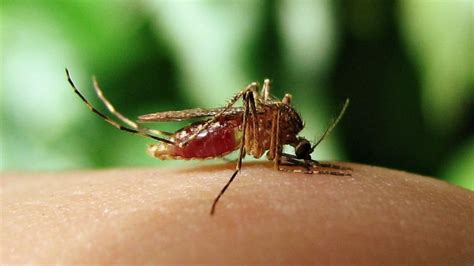 New Mosquito Borne Virus In Brazil Linked To Thousands Of Birth Defects