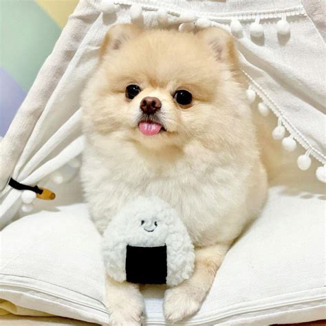 6 Cutest Dog Instagram Accounts To Follow Local Edition