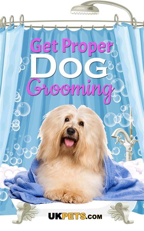 Check spelling or type a new query. Dog Grooming - Should You Do It Yourself? | Dog grooming, Dog care, Pet grooming