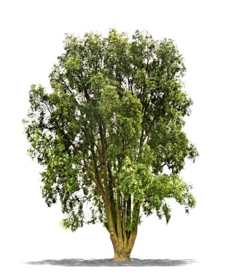 Beautifull Green Tree On A White Background In High Definition — Stock