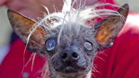 Worlds Ugliest Dog See 6 Of The Canine Competitors