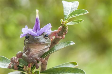 Frog Flower Hat Frog With Flower Hat Cute Frogs Pet Frogs Whites