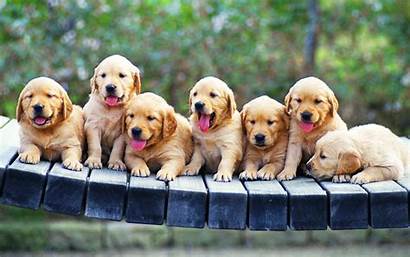Retriever Golden Puppies Spring 2560 Seven 1600