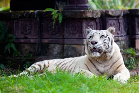 Warum Ist Der Tiger Das Nationaltier Indiens Tunlog