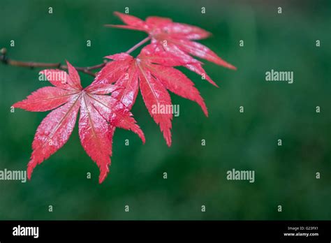 Red Japanese Maple Leaves With Blurred Green Background Stock Photo Alamy