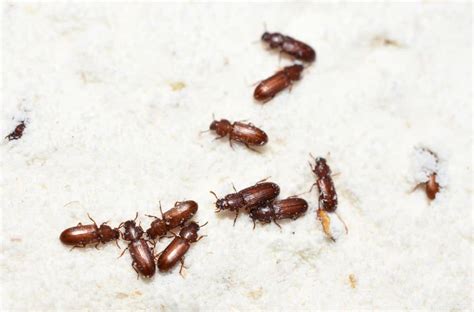 17 Tiny Brown Bugs In Kitchen With Pictures
