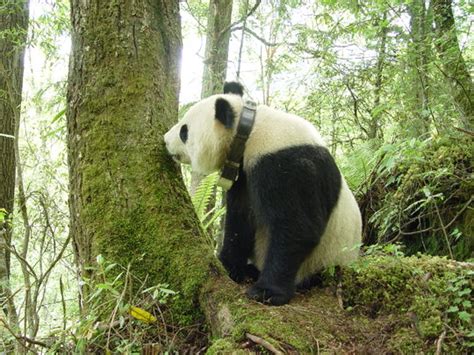 Tracking The Giant Panda Then And Now Gocanvas