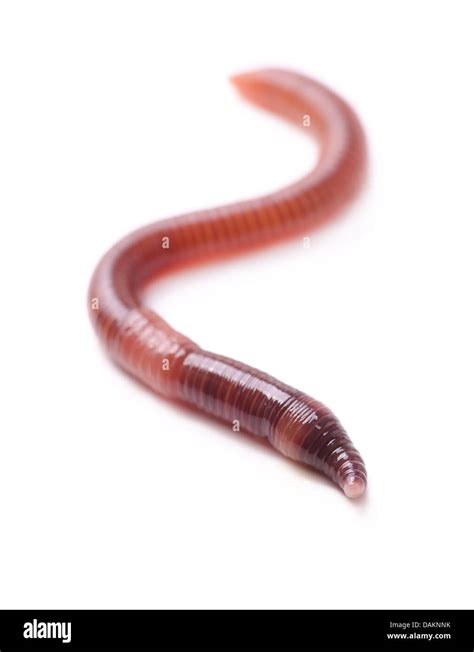 Large Earthworm Cut Out Stock Images And Pictures Alamy