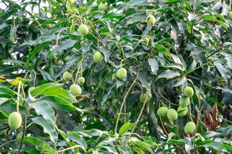 Bunch Of Green Ripe Mango On Tree In Garden Stock Image Image Of