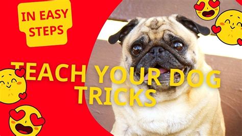 Teaching Your Dog Tricks Easy Steps For Beginners Youtube