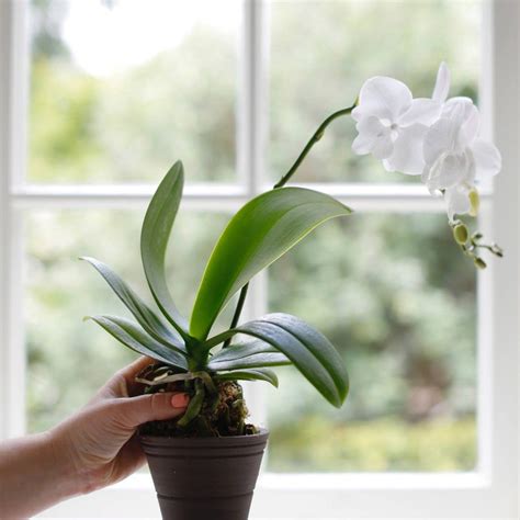 Como Cuidar De Orquídeas Dicas Simples E Eficientes Orquidea