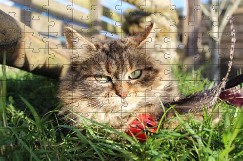 Jigsaw Puzzles Happy Waggy Tails Free Online Jigsaw Puzzles Of Cats