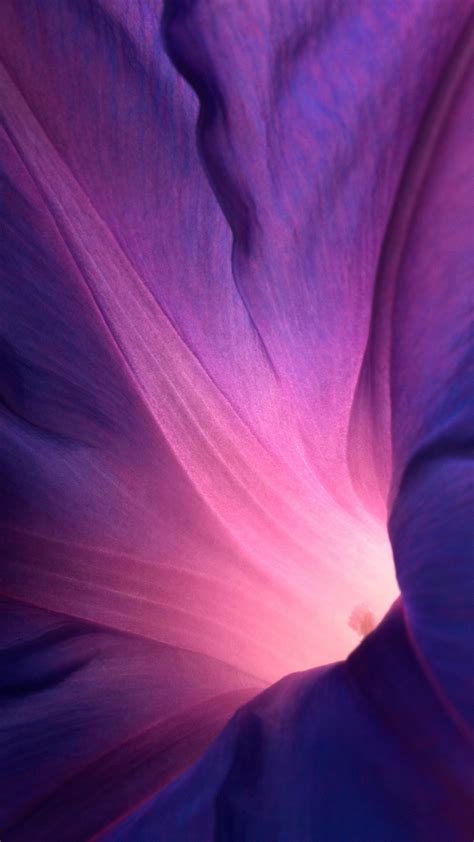 50 Purple Flower Wallpaper For Iphone On Wallpapersafari