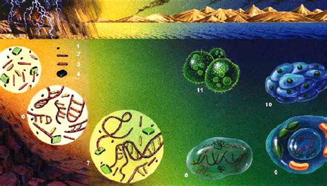 04 Evolution 4eso Biologygeology