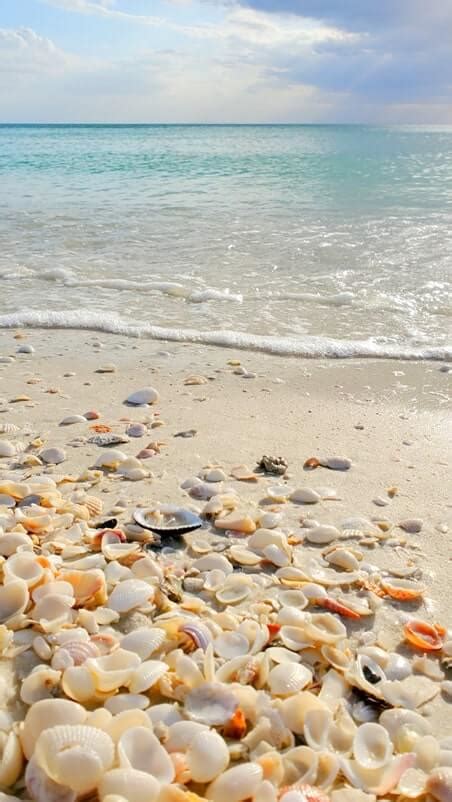 Best Marco Island Shelling Beaches Where I Saw So Many Shells Along The