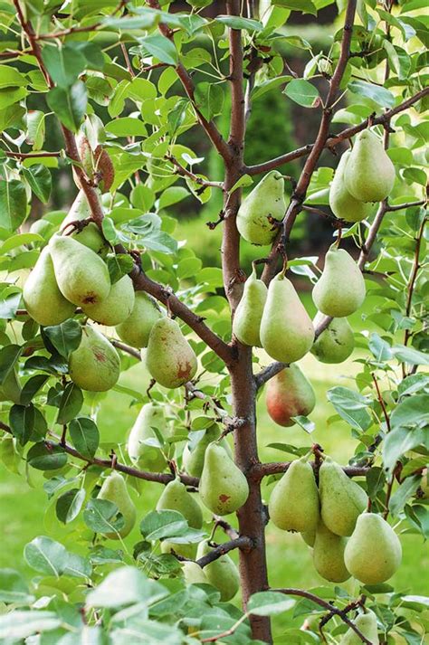 The most popular of these trees are bartlett (pyrus communis l. 8 tricks to successful pear growing - thisNZlife