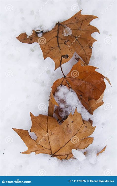 Orange Autumn Leaves Pure White Snow Stock Photo Image Of Branch