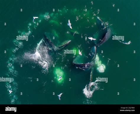 Usa Alaska Aerial View Of Humpback Whales Megaptera Novaeangliae