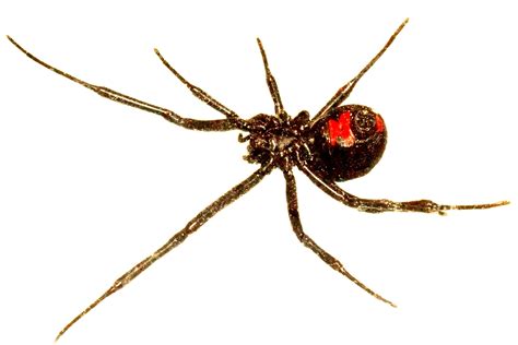 Three Young Brothers Let Black Widow Bite Them In Hopes Of Turning Into