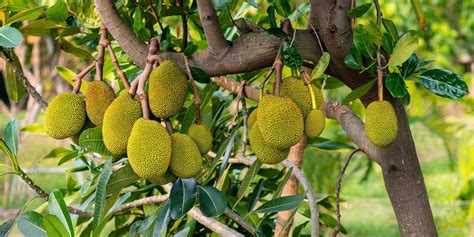 What Is Jackfruit Benefits How To Cook And Eat Jackfruit Recipes