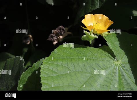 Abutilon Grandiflorum Hairy Indian Mallow Yellow Flowers And Large Heart Shaped Leaves August